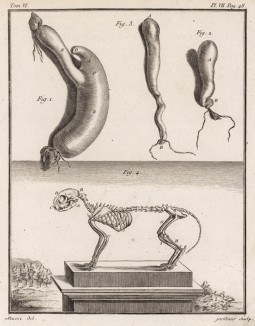 Внутренности и скелет (лист VII иллюстраций к шестому тому знаменитой "Естественной истории" графа де Бюффона, изданному в Париже в 1756 году)