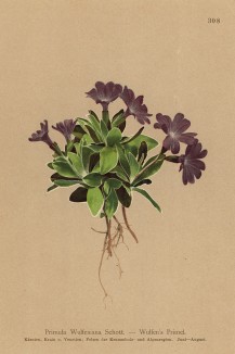 Примула Вульфа (Primula wulfeniana (лат.)) -- скальная примула (из Atlas der Alpenflora. Дрезден. 1897 год. Том IV. Лист 308)