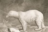 Белый медведь (лист из La ménagerie du muséum national d'histoire naturelle ou description et histoire des animaux... -- знаменитой в эпоху Наполеона работы по натуральной истории)