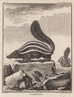 Зверёк, которого Бюффон называет конпат (лист XXVIII иллюстраций к шестому тому знаменитой "Естественной истории" графа де Бюффона, изданному в Париже в 1756 году)