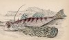 Обыкновенный длиннопёрый сом (Dactylopterus orientalis (лат.)) из семейства Dactylopteridae (лист 7 тома XXVIII "Библиотеки натуралиста" Вильяма Жардина, изданного в Эдинбурге в 1843 году)