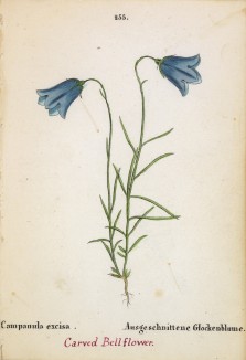 Колокольчик вырезной (Campanula excisa (лат.)) (лист 255 известной работы Йозефа Карла Вебера "Растения Альп", изданной в Мюнхене в 1872 году)