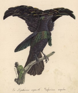 Чудная райская птица (Lophorina superba (лат.)) (лист из альбома литографий "Галерея птиц... королевского сада", изданного в Париже в 1822 году)