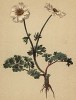 Скромный красивоцвет (Callianthemum rutaefolium (лат.)) (из Atlas der Alpenflora. Дрезден. 1897 год. Том II. Лист 115)