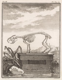 Скелет на деревянном пьедестале (лист L иллюстраций к двенадцатому тому знаменитой "Естественной истории" графа де Бюффона, изданному в Париже в 1764 году)