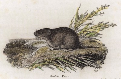 Луговая мышь (Лондон. 1808 год. Лист 30)