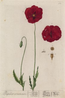 Мак красный (Papaver eraticum rubrum (лат.)) (лист 560 "Гербария" Элизабет Блеквелл, изданного в Нюрнберге в 1760 году)