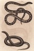 Змеи Chersydrus fasciatus и Homalosoma arctiventris (лат.) (из Naturgeschichte der Amphibien in ihren Sämmtlichen hauptformen. Вена. 1864 год)