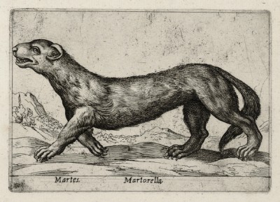 Куница (лист из альбома Nova raccolta de li animali piu curiosi del mondo disegnati et intagliati da Antonio Tempesta... Рим. 1651 год)