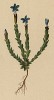 Горечавка простёртая (Gentiana prostrata (лат.)) (из Atlas der Alpenflora. Дрезден. 1897 год. Том IV. Лист 337)