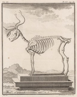 Скелет оленя (лист XII иллюстраций к двенадцатому тому знаменитой "Естественной истории" графа де Бюффона, изданному в Париже в 1764 году)