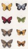 Бабочки рода Polyommatus: Virgaureae (1), Schruscis(2), Hiere (3), Gordius (4), Ballus (7), Phlaeas (8) и Thelca: Evippus (5), Rubi (6) (лат.) (лист 23)