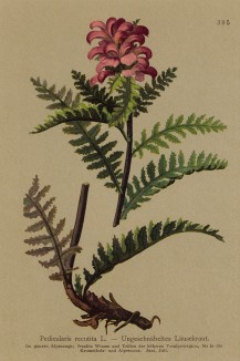 Мытник обрезанный (Pedicularis recutita (лат.)) (из Atlas der Alpenflora. Дрезден. 1897 год. Том IV. Лист 395)