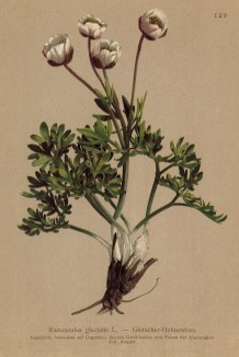 Лютик -- символ могущества султанов Османской империи (Ranunculus glacialis (лат.)) (из Atlas der Alpenflora. Дрезден. 1897 год. Том II. Лист 129)
