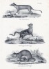 Сумчатый волк и два кускуса (лист 28 первого тома работы профессора Шинца Naturgeschichte und Abbildungen der Menschen und Säugethiere..., вышедшей в Цюрихе в 1840 году)
