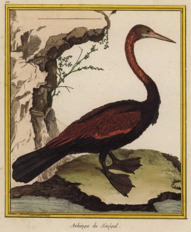 Змеиная птица (змеешейка) (из Table des Planches Enluminées d'Histoire Naturelle de M. D'Aubenton (фр.). Утрехт. 1783 год (лист 107))