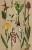 Ятрышник (Orchis Pyramidalis), бровник одноклубневый (Herminium Monorchis), любка (Platanthera bifolia), башмачки (Cypripedium Calсeolus), касатик флорентийский (Iris florentina), касатик водяной (Iris Pseudacorus), шпажник (Gladiolus communit)