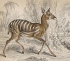 Лесная антилопа бушбок (Tragelaphus scriptus (лат.)) (лист 1 тома X "Библиотеки натуралиста" Вильяма Жардина, изданного в Эдинбурге в 1843 году)