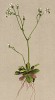 Камнеломка звёздчатая (Saxifraga stellaris (лат.)) (из Atlas der Alpenflora. Дрезден. 1897 год. Том II. Лист 187)