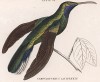 Единственная в мире птица, способная летать назад. Колибри Campylopterus Latipennis (лат.) (лист 34 тома XVII "Библиотеки натуралиста" Вильяма Жардина, изданного в Эдинбурге в 1833 году)