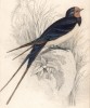 Ласточка деревенская, или касатка (Hirundo rustica (лат.)) (лист 26 тома XXV "Библиотеки натуралиста" Вильяма Жардина, изданного в Эдинбурге в 1839 году)