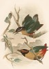 1.Стройная питта, Pitta vigorsi. 2.Крикливая питта, Pitta strepitans (лат.). G.J.Broinowski. The Birds of Australia comprising three hundred full-pagе illustrations... Т.IV, л.XLVI. Мельбурн, 1890