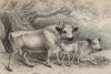 Семья шотландского быка (Taurus urus (лат.)) (лист 24 тома X "Библиотеки натуралиста" Вильяма Жардина, изданного в Эдинбурге в 1843 году)
