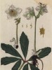 Чемерица (Helleborus niger (лат.)) (лист 506 "Гербария" Элизабет Блеквелл, изданного в Нюрнберге в 1760 году)