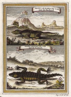 Маленькая и большая ящерицы из Южной Африки. Гравюра из тома IV Histoire generale des voyages... аббата Прево. Париж, 1745
