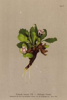 Примула липкая (Primula viscosa (лат.)) (из Atlas der Alpenflora. Дрезден. 1897 год. Том IV. Лист 307)