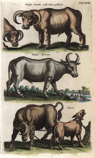 Дикий бык (тур), африканский буйвол, вол. Historia naturalis. Амстердам, 1657