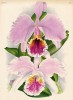 Орхидея CATTLEYA MOSSIAE (лат.) (лист DXLIV Lindenia Iconographie des Orchidées - обширнейшей в истории иконографии орхидей. Брюссель, 1896)