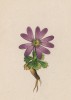 Первоцвет маленький (малый) (Primula minima (лат.)) (лист 358 известной работы Йозефа Карла Вебера "Растения Альп", изданной в Мюнхене в 1872 году)