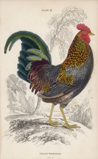 Серый джунглевый петух (Gallus Sonneratii (лат.)) (лист 11 тома XX "Библиотеки натуралиста" Вильяма Жардина, изданного в Эдинбурге в 1834 году)