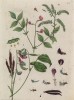 Листья, соцветия и семена душистого горошка (лист 208 "Гербария" Элизабет Блеквелл, изданного в Нюрнберге в 1757 году)