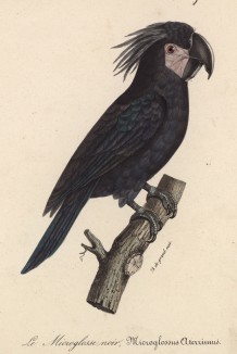 Арара (Microglossus aterrimus (лат.)) (лист из альбома литографий "Галерея птиц... королевского сада", изданного в Париже в 1822 году)