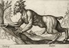 Любопытный сатир (лист из альбома Nova raccolta de li animali piu curiosi del mondo disegnati et intagliati da Antonio Tempesta... Рим. 1651 год)