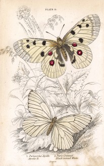 Бабочки аполлон обыкновенный и боярышница. 1.Parnassius Apollo; 2.Pieris Crataegi (лат.). Вильям Жардин, "Библиотека натуралиста". Эдинбург, 1840