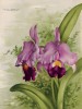 Орхидея СATTLEYA TRIANAE var. DELICIOSA (лат.) (лист DLXIV Lindenia Iconographie des Orchidées - обширнейшей в истории иконографии орхидей. Брюссель, 1897)