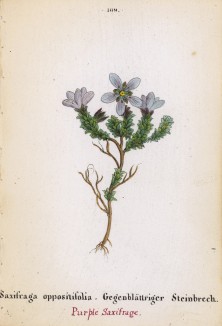 Камнеломка супротивнолистная (Saxifrga oppositifolia (лат.)) (лист 169 известной работы Йозефа Карла Вебера "Растения Альп", изданной в Мюнхене в 1872 году)