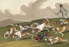 Гончие собаки породы бигль, чаще всего используемые для охоты на зайцев. The National Sports of Great Britain by Henry Alken. Лондон, 1903