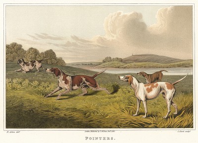 Собаки породы пойнтер, использующиеся для охоты на пернатую дичь. The National Sports of Great Britain by Henry Alken. Лондон, 1903