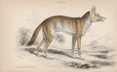 Африканская дикая собака Thous Variegatus (лат.) (лист 11 тома IV "Библиотеки натуралиста" Вильяма Жардина, изданного в Эдинбурге в 1839 году)