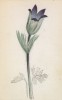 Ветреница, или анемона Галлера (Anemone Halleri (лат.)) (лист 3 известной работы Йозефа Карла Вебера "Растения Альп", изданной в Мюнхене в 1872 году)