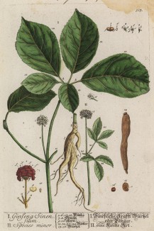 Женьшень (Panax (лат.)) — многолетнее травянистое растение, род семейства аралиевые. Родовое имя происходит от имени дочери бога-врача Асклепия Панацеи -- «всеисцеляющей» (лист 513 "Гербария" Элизабет Блеквелл, изданного в Нюрнберге в 1760 году)