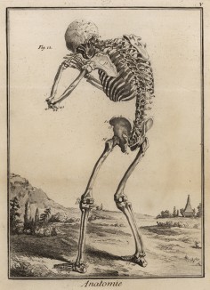 Анатомия. Вид скелета сзади. (Ивердонская энциклопедия. Том I. Швейцария, 1775 год)