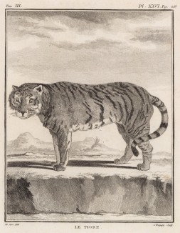 Лё тигр (лист XXVI иллюстраций к третьему тому знаменитой "Естественной истории" графа де Бюффона, изданному в Париже в 1750 году)