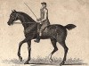 Литл Драйвер - самая сильная лошадь мышиной масти в Великобритании, победитель множества соревнований в 1748-55 гг. 