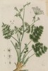 Бедренец камнеломковый (Pimpinella saxifraga лат.), соцветия которого применяют при солении огурцов, патиссонов и томатов (лист 472 "Гербария" Элизабет Блеквелл, изданного в Нюрнберге в 1760 году)