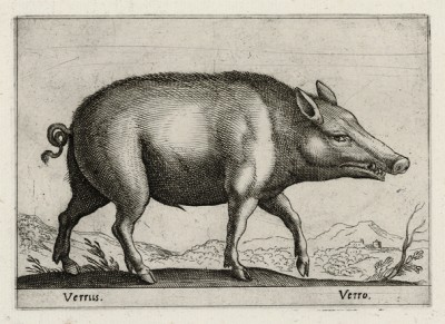 Дикая свинья (лист из альбома Nova raccolta de li animali piu curiosi del mondo disegnati et intagliati da Antonio Tempesta... Рим. 1651 год)